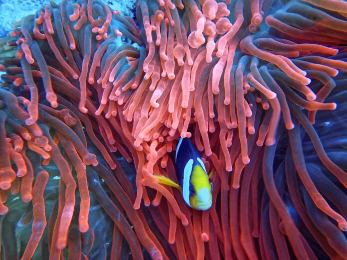 Arrecife del sur de Indonesia en Sulawesi.